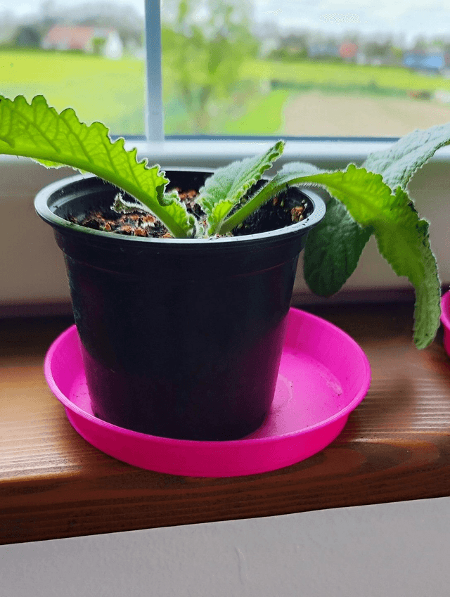 POT - the substrate